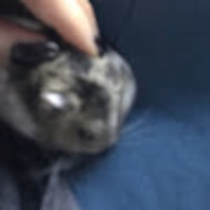 Meet your Posher, Dayy